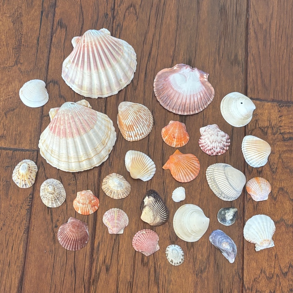 Assorted Seashell Collection
